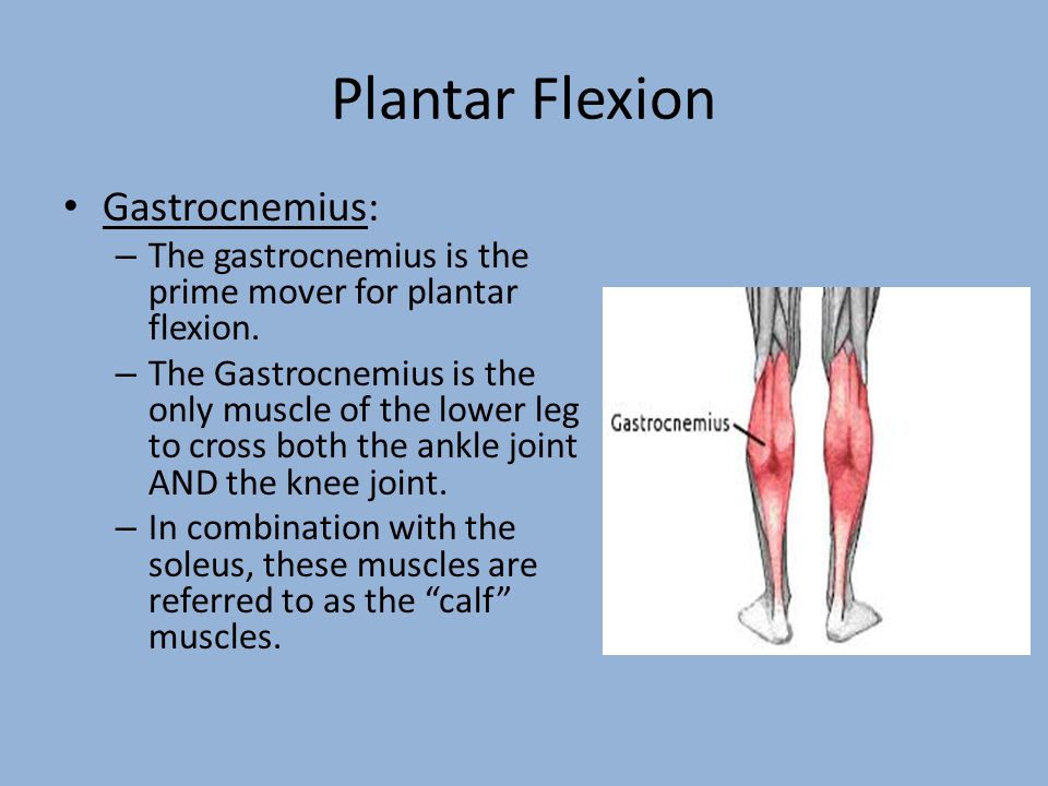 Muscles of the Foot and Lower Leg - ppt video online download