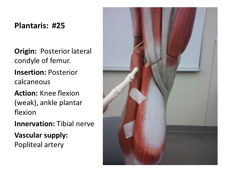 Action: Knee flexion (weak), ankle plantar flexion. 