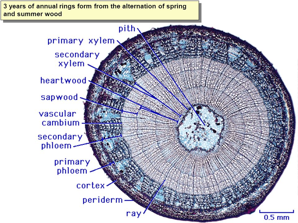 Basswood stem cross section. Light microscope slide with microsection of a three