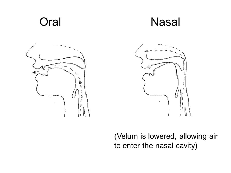 Oral Nasal (Velum is lowered, allowing air to enter the nasal cavity)