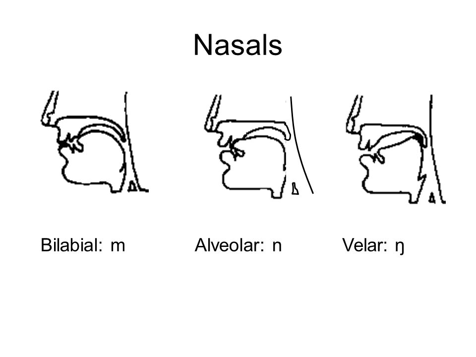 Nasals Bilabial: m Alveolar: n Velar: ŋ
