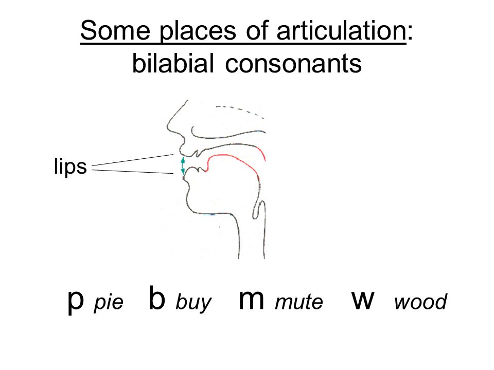 Some places of articulation: bilabial consonants