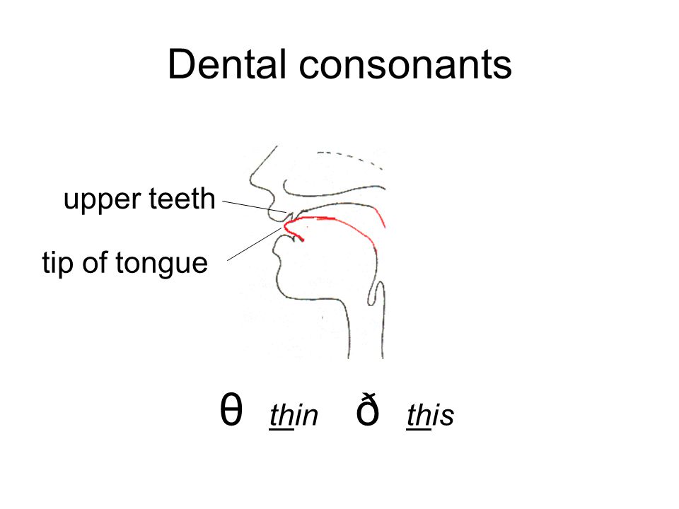 Dental consonants upper teeth tip of tongue θ thin ð this
