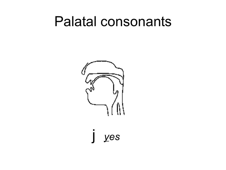 Palatal consonants j yes