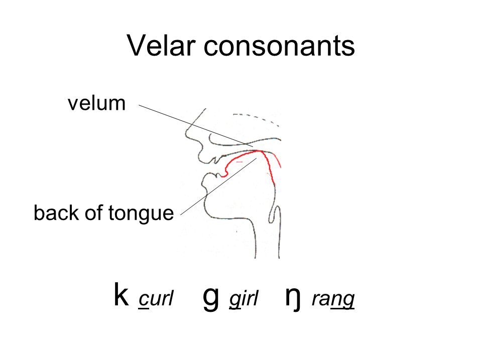 Velar consonants velum back of tongue k curl g girl ŋ rang