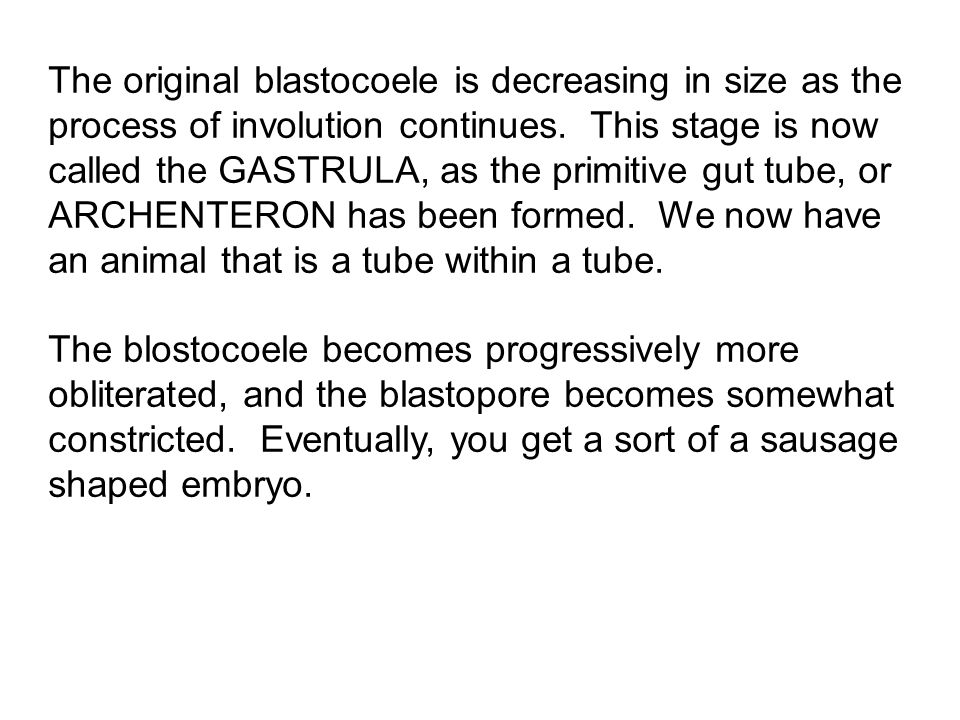 The original blastocoele is decreasing in size as the process of involution continues. This stage is now called the GASTRULA, as the primitive gut tube, or ARCHENTERON has been formed. We now have an animal that is a tube within a tube.