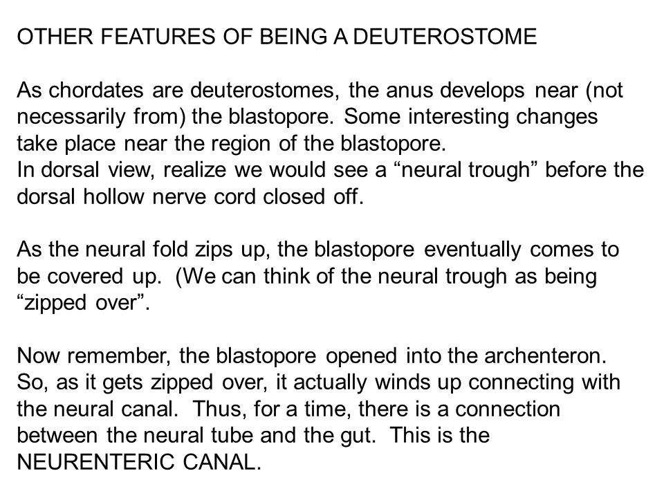 OTHER FEATURES OF BEING A DEUTEROSTOME