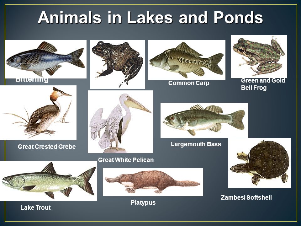 LAKES AND PONDS ECOSYSTEM - ppt video online download