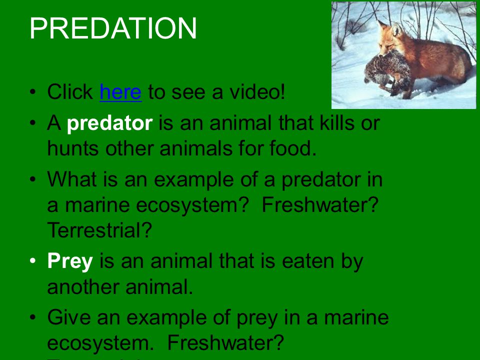 PREDATION Click here to see a video!