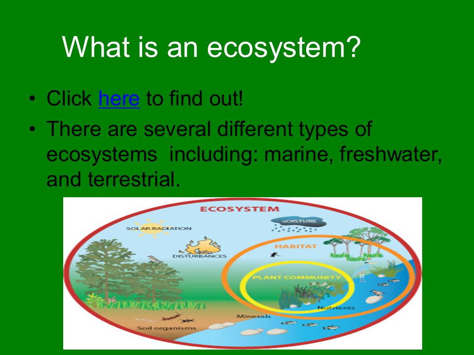 What is an ecosystem Click here to find out!
