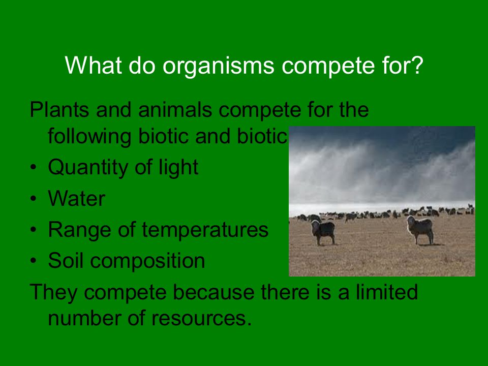 What do organisms compete for