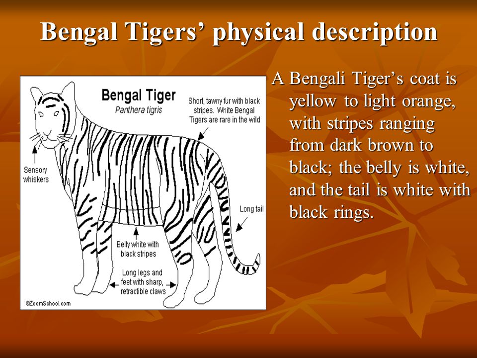 Тайгер на русском. Описать бенгальского тигра. Части тела тигра.