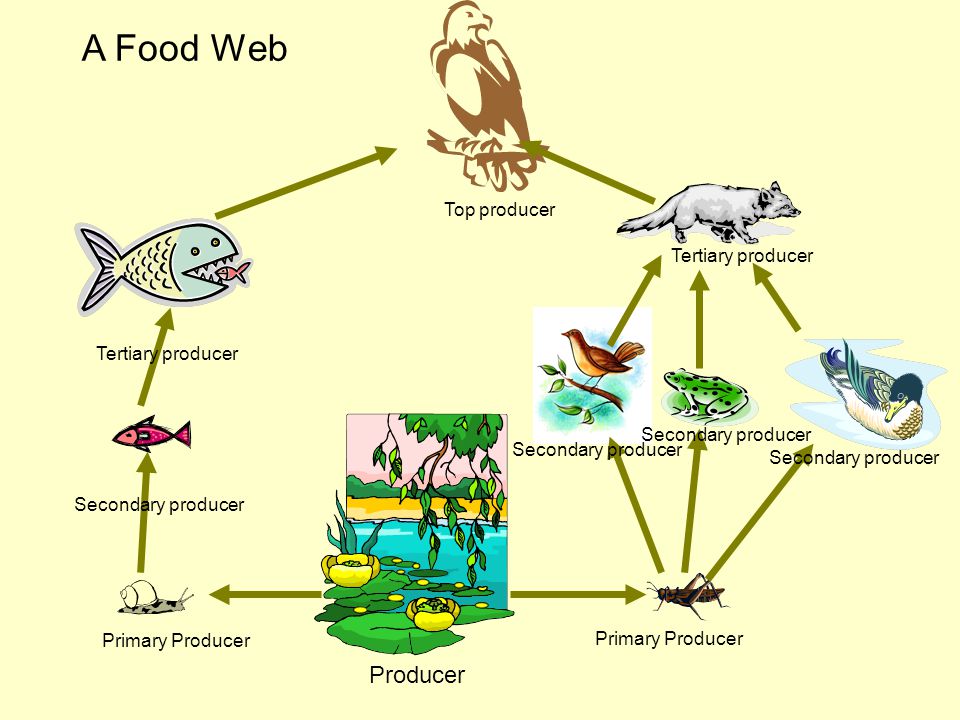 Where do Minibeasts fit? - ppt download