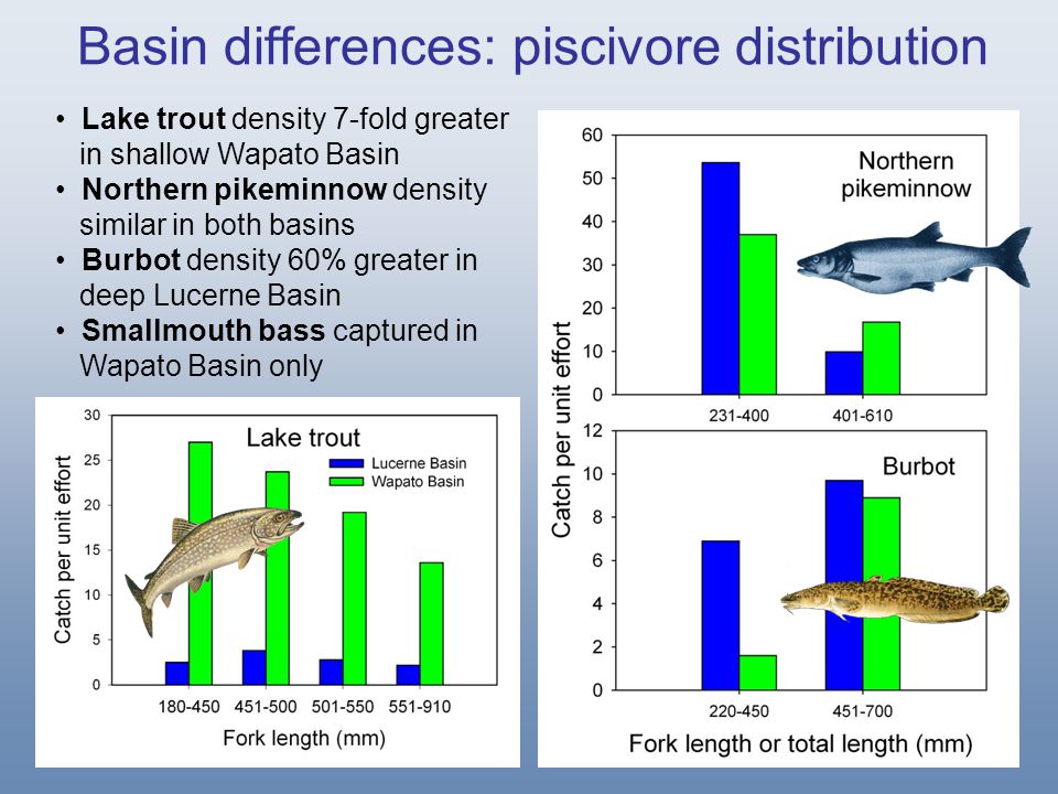 Basin differences: piscivore distribution
