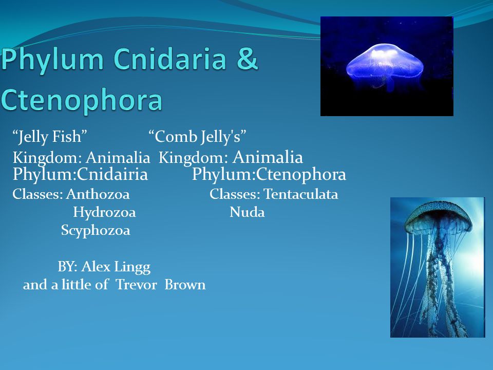 Phylum Cnidaria & Ctenophora