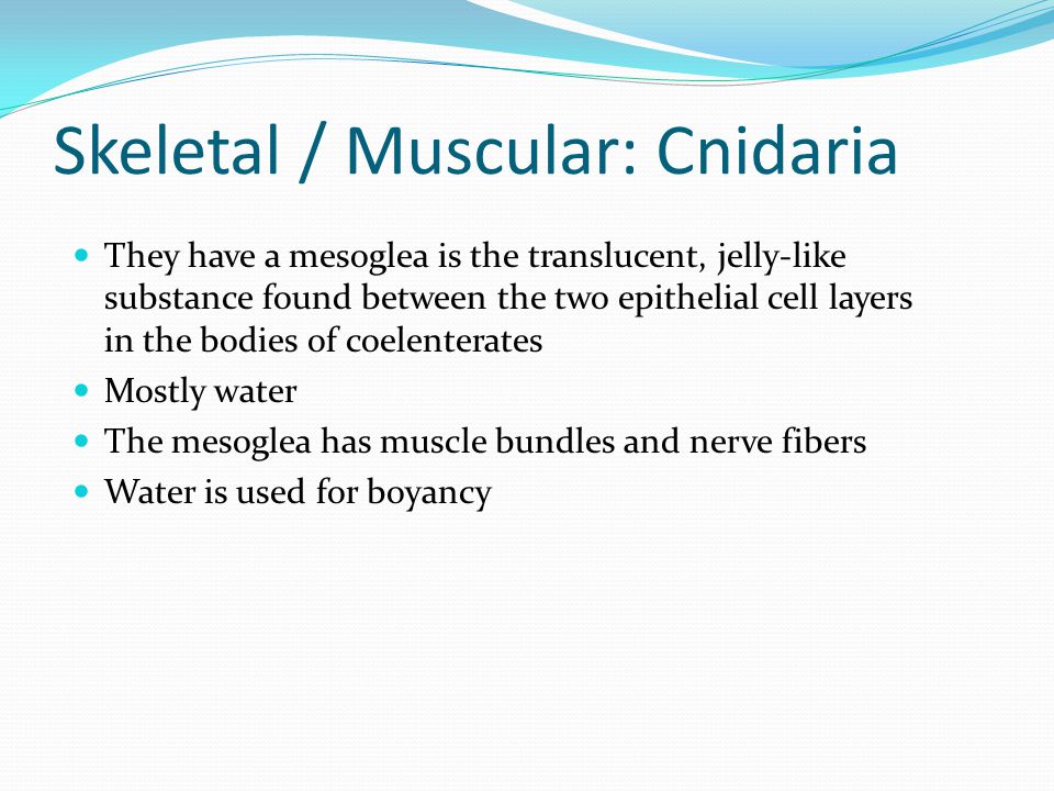 Skeletal / Muscular: Cnidaria