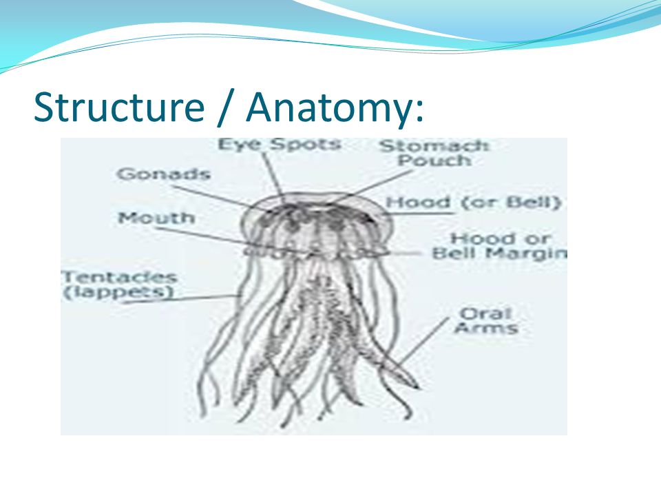 Search Results Structure / Anatomy: