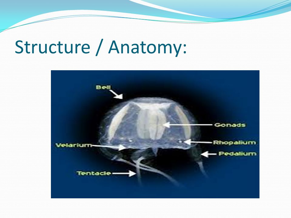 Structure / Anatomy: