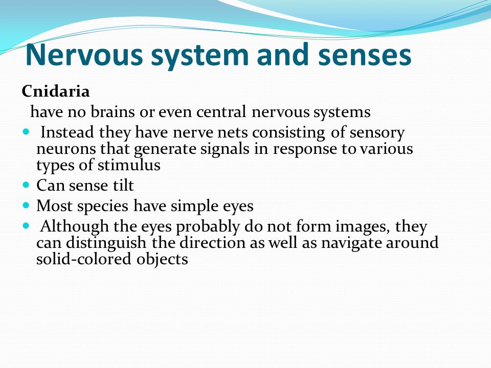Nervous system and senses