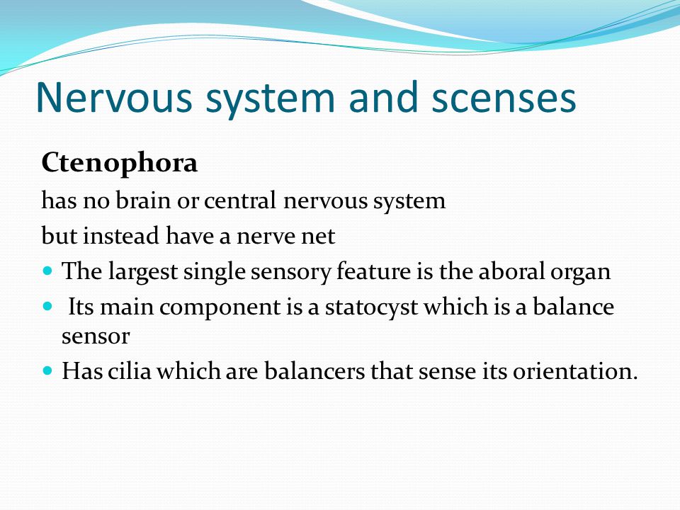 Nervous system and scenses