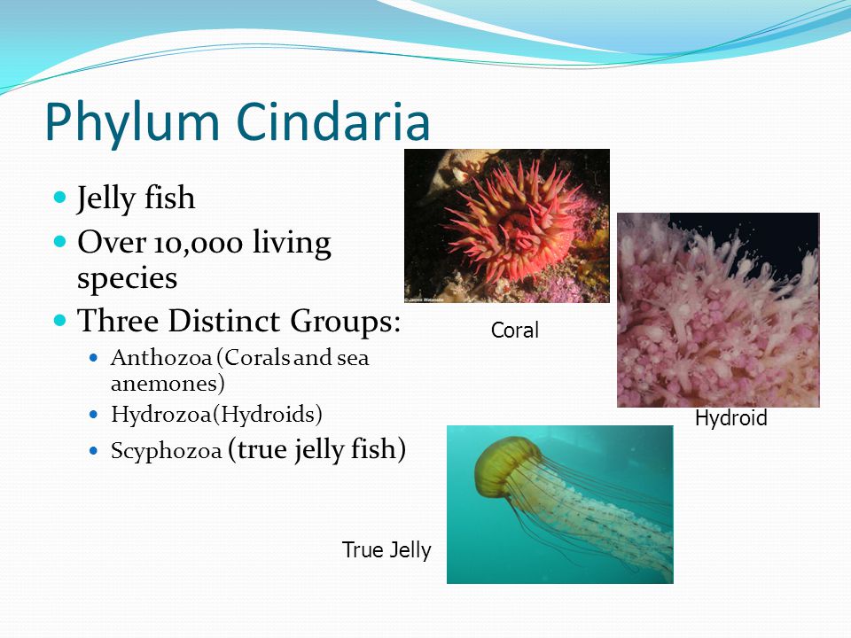 Phylum Cindaria Jelly fish Over 10,000 living species