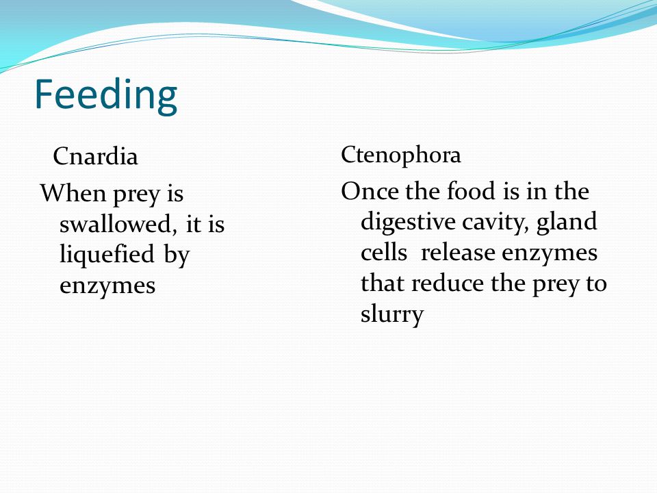 Feeding Cnardia When prey is swallowed, it is liquefied by enzymes