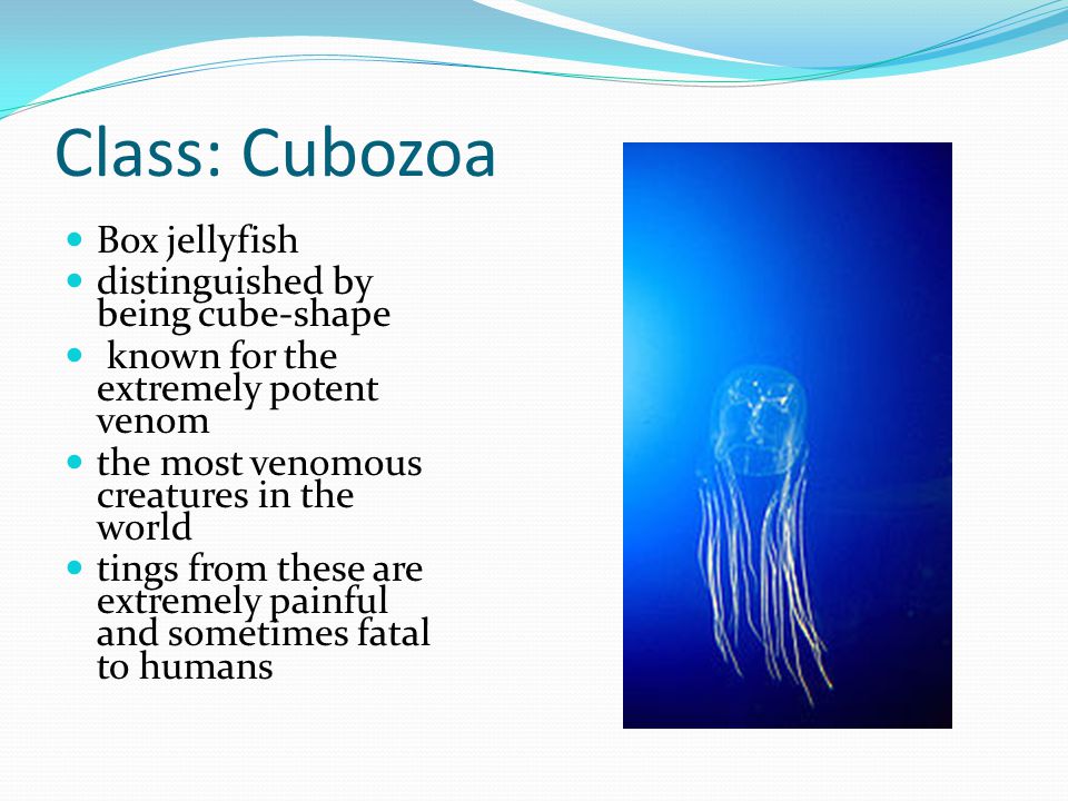 Class: Cubozoa Box jellyfish distinguished by being cube-shape