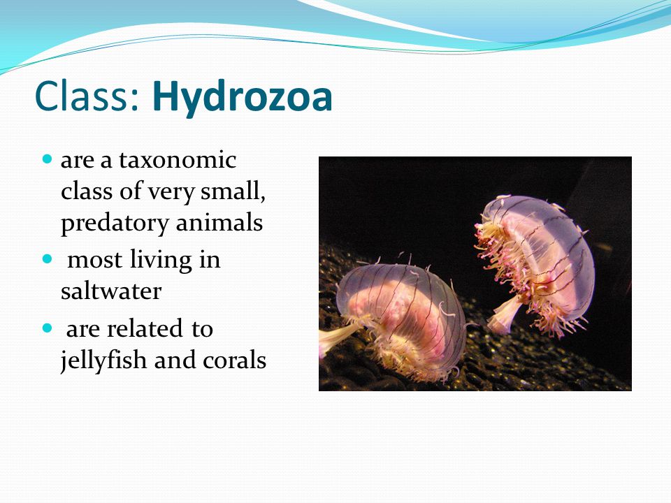 Class: Hydrozoa are a taxonomic class of very small, predatory animals