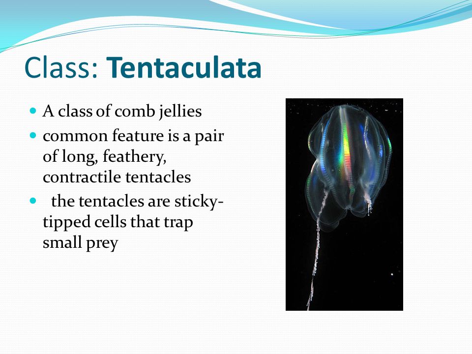 Class: Tentaculata A class of comb jellies