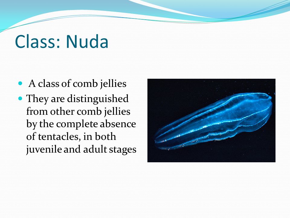 Class: Nuda A class of comb jellies