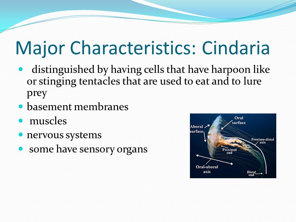 Major Characteristics: Cindaria