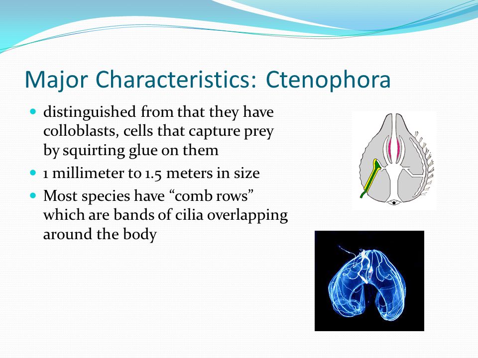 Major Characteristics: Ctenophora
