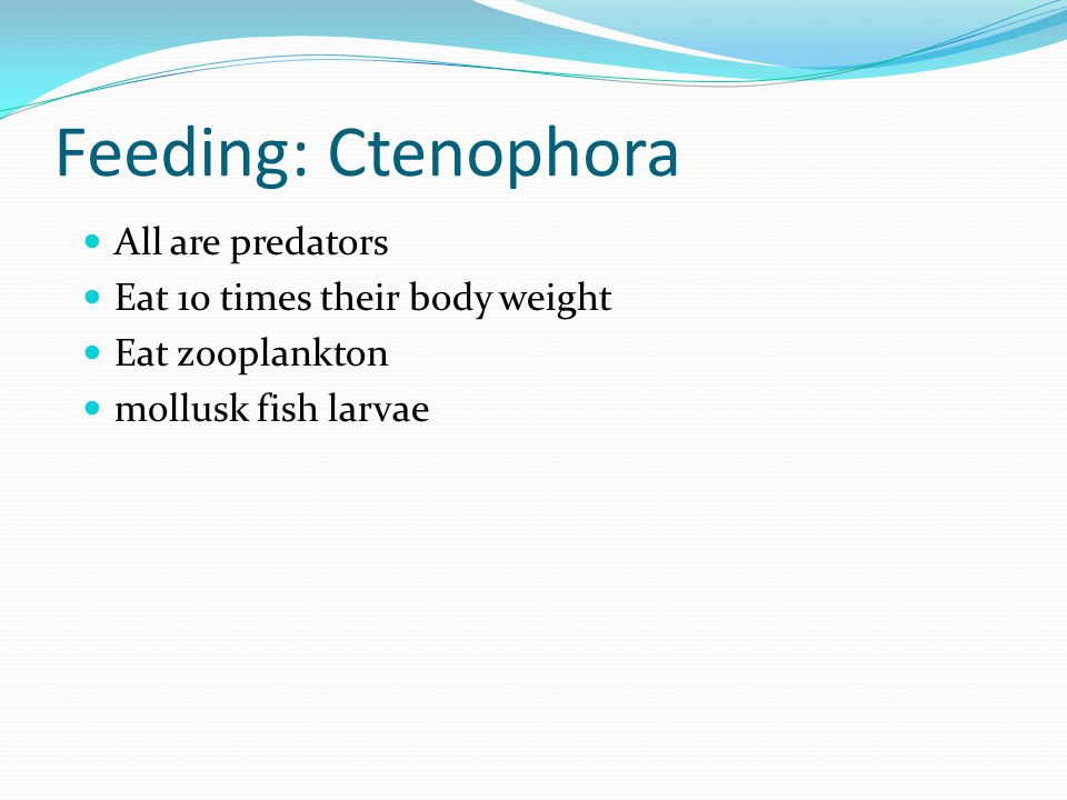 Feeding: Ctenophora All are predators Eat 10 times their body weight