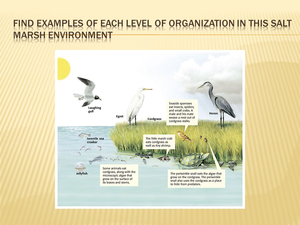 Find examples of each level of organization in this Salt marsh environment