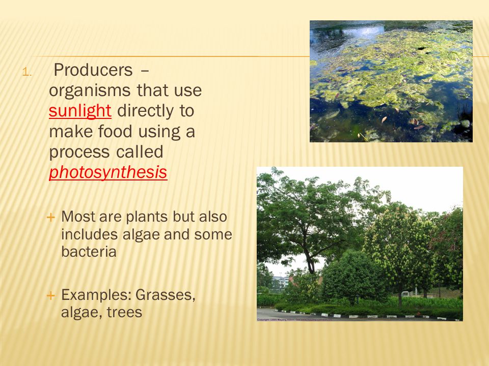 Producers – organisms that use sunlight directly to make food using a process called photosynthesis