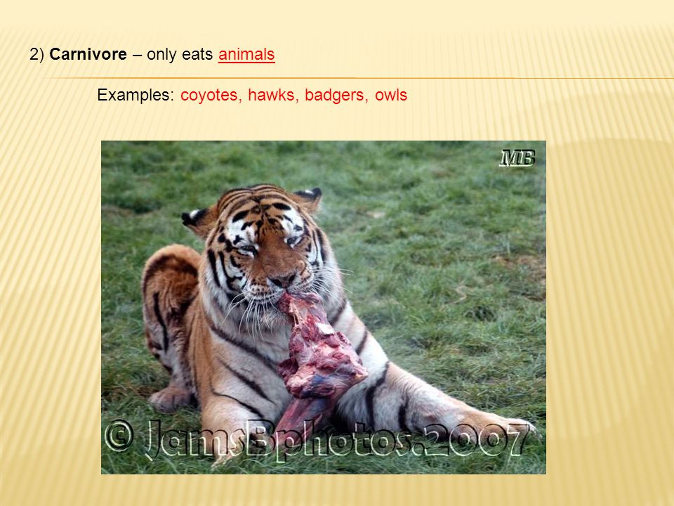 2) Carnivore – only eats animals