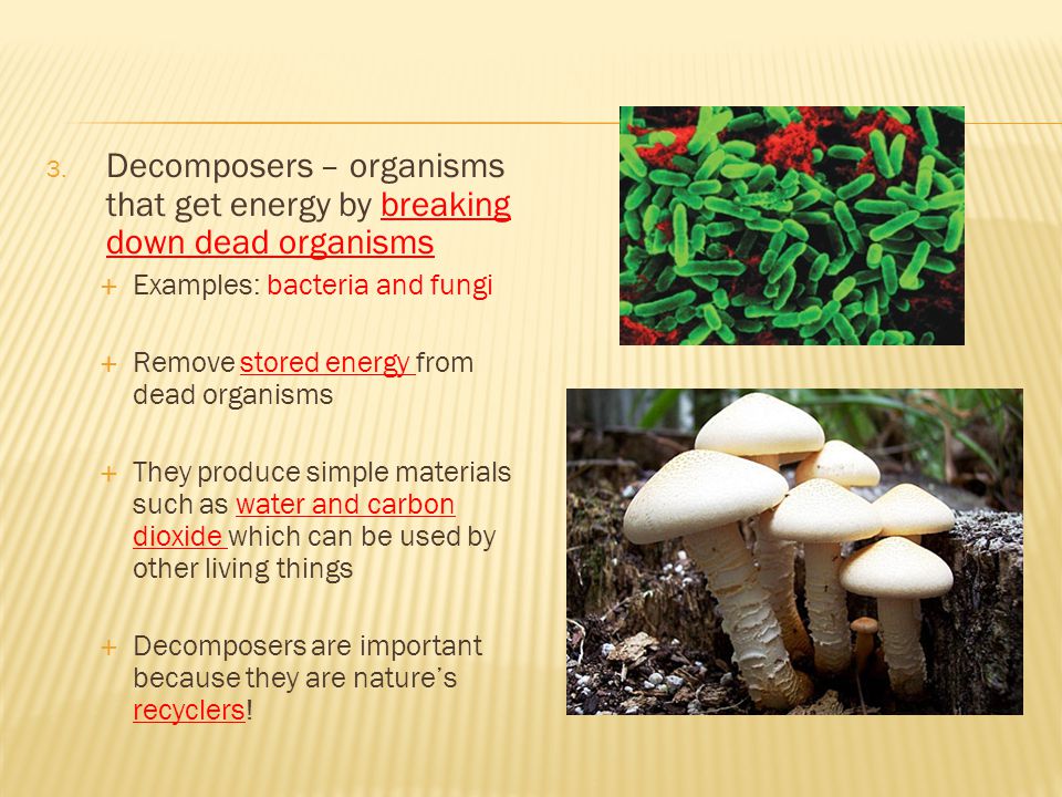 Decomposers – organisms that get energy by breaking down dead organisms