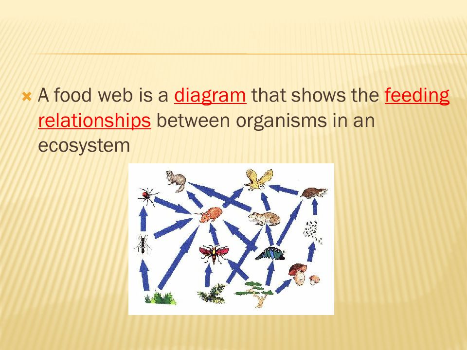 A food web is a diagram that shows the feeding relationships between organisms in an ecosystem