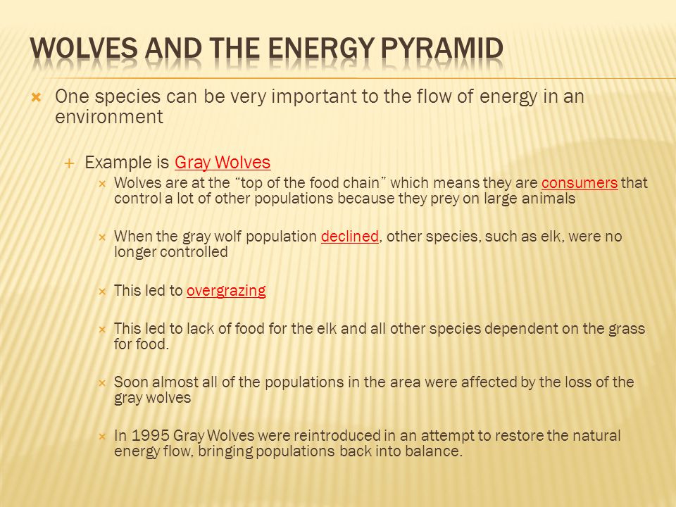 Wolves and the Energy Pyramid