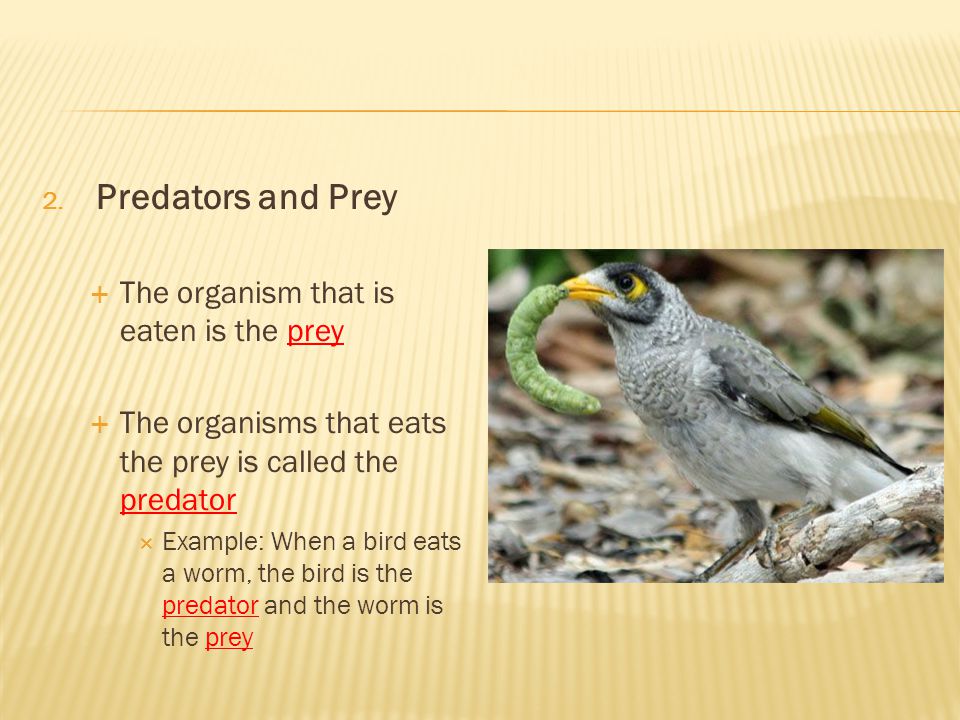 Predators and Prey The organism that is eaten is the prey