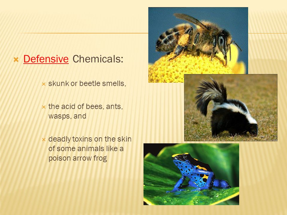 Defensive Chemicals: skunk or beetle smells,