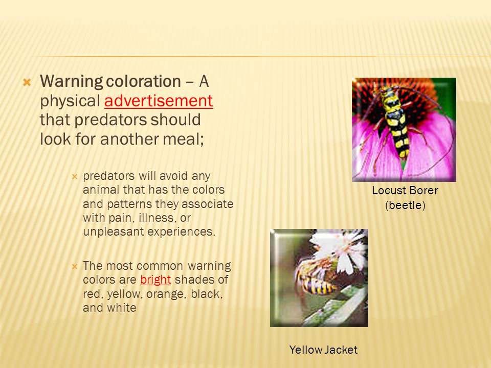 Warning coloration – A physical advertisement that predators should look for another meal;