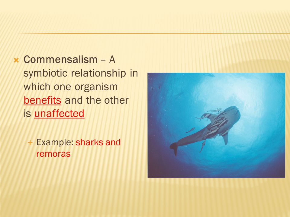 Commensalism – A symbiotic relationship in which one organism benefits and the other is unaffected