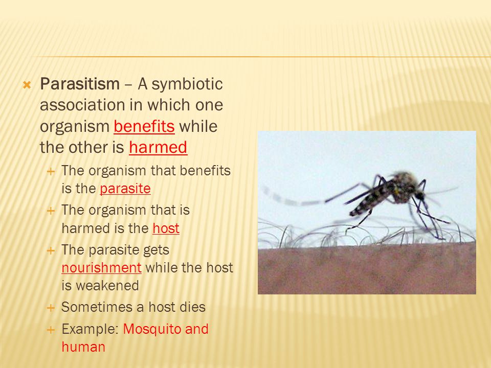 Parasitism – A symbiotic association in which one organism benefits while the other is harmed
