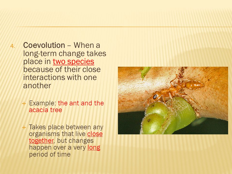 Coevolution – When a long-term change takes place in two species because of their close interactions with one another