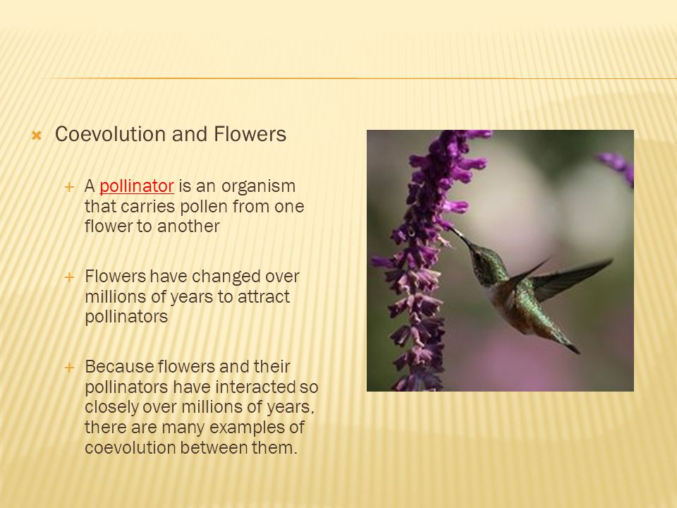 Coevolution and Flowers