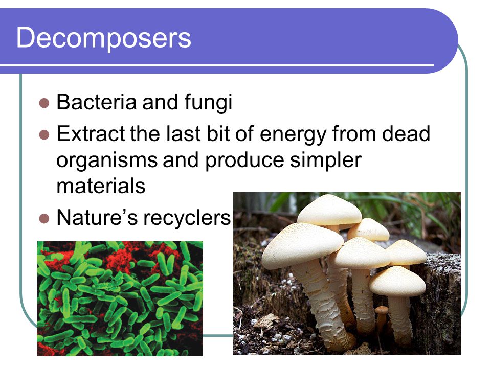 Decomposers Bacteria and fungi