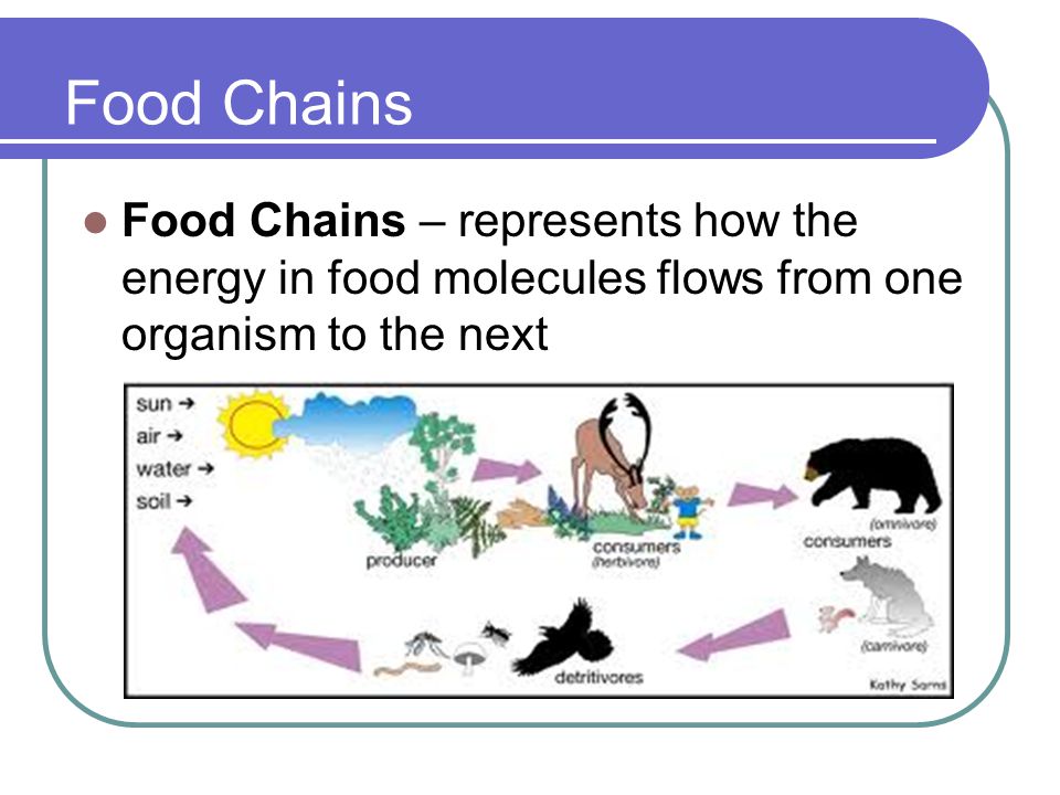 Food Chains Food Chains – represents how the energy in food molecules flows from one organism to the next.