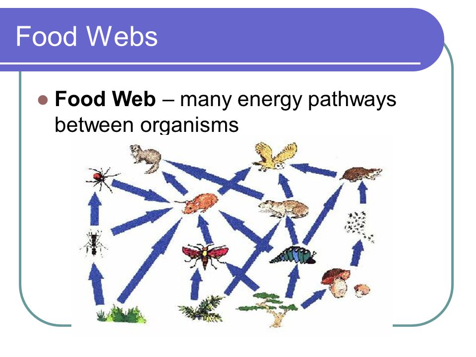 Food Webs Food Web – many energy pathways between organisms