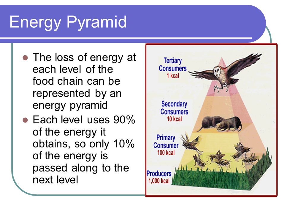Energy Pyramid The loss of energy at each level of the food chain can be represented by an energy pyramid.